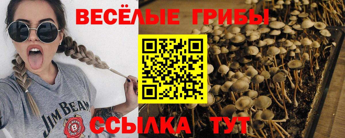 Псилоцибиновые грибы прущие грибы Александров