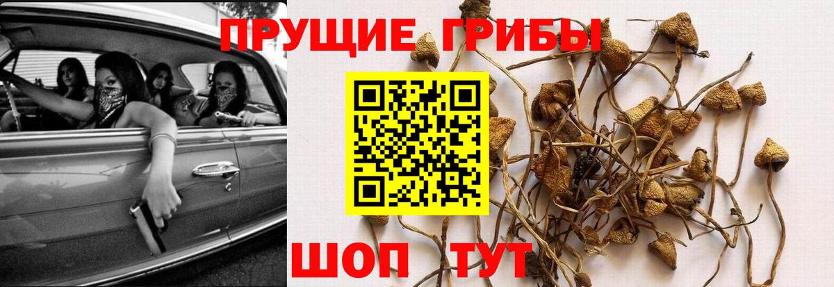 наркота  Вход с VPN  Галлюциногенные грибы Magic Shrooms  Александров  Псилоцибиновые грибы Psilocybe 